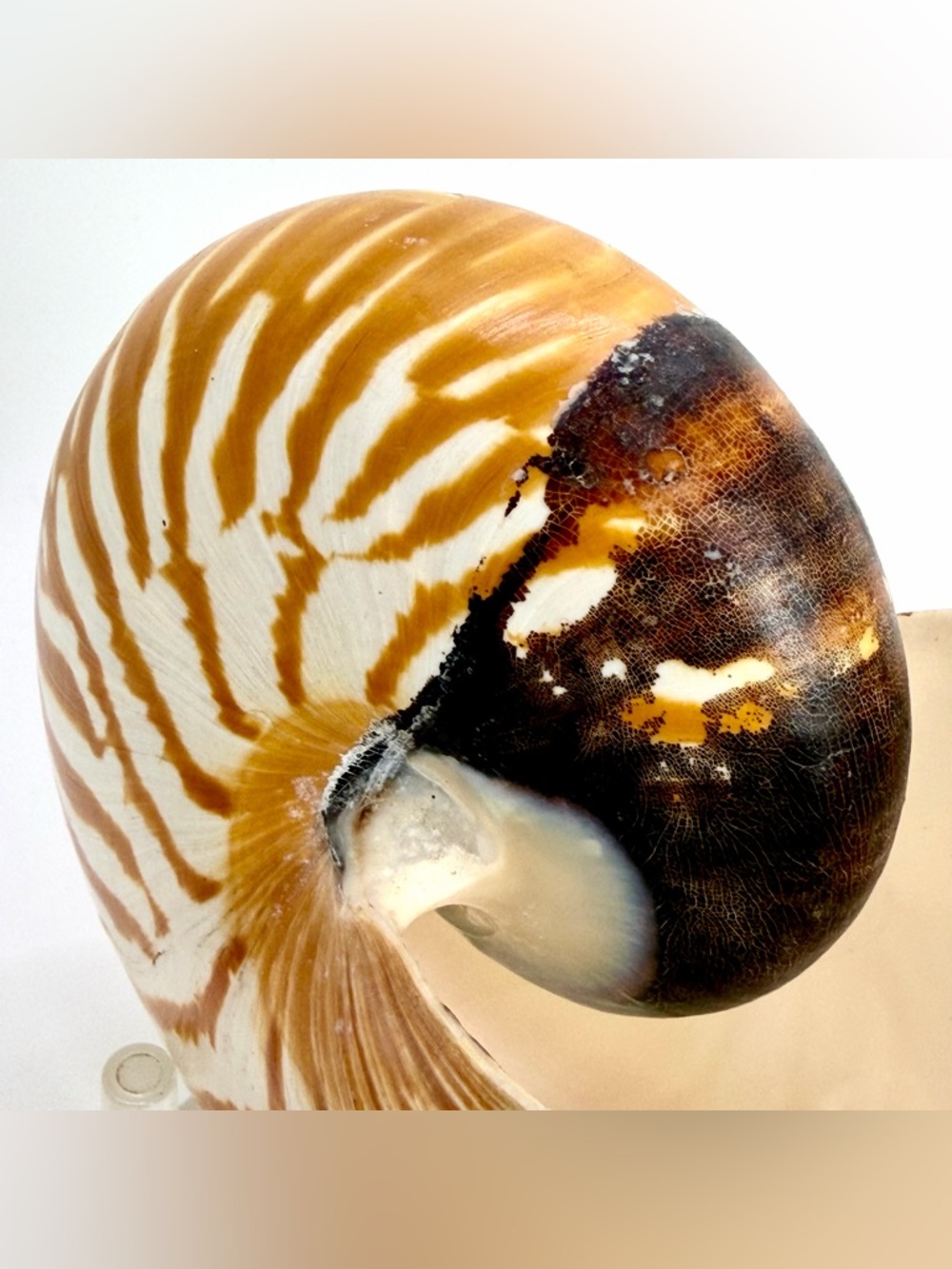 6” Nautilus Shell Tiger Striped Coastal Decor Accent READ Description - Picture 7 of 15